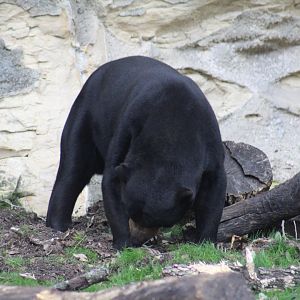 Bornean Sun Bear
