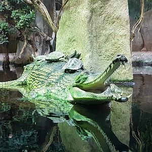 Gharial