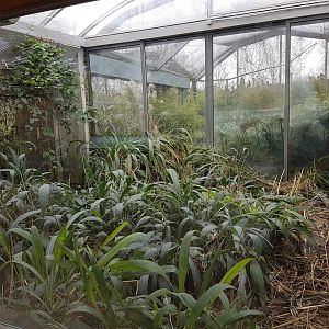 Inside of the Shoebill stork house