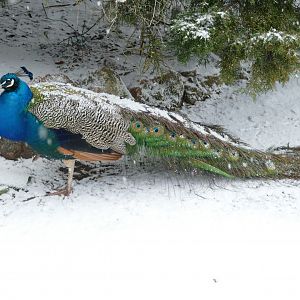 Iced Peacock, 28 February 2018