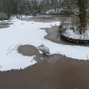 Pelican on ice, 28 February 2018