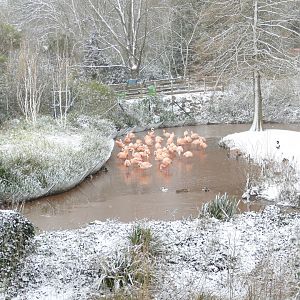 Frozen Flamingos, 28 February 2018