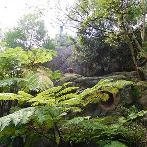 Blue Mountains Bushwalk