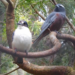 Forest Kingfisher & White-browed Woodswallow