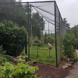 Raven - Vulture - Ground hornbill-aviary