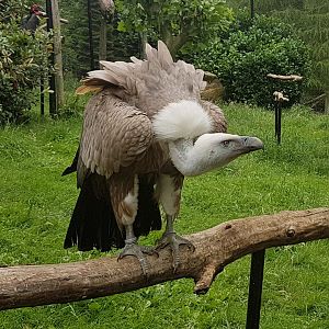 Griffon vulture