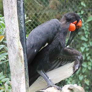 Southern ground hornbill