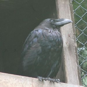Common raven