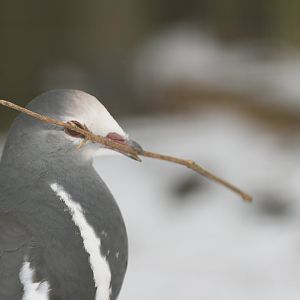 Wonga pigeon (Leucosarcia melanoleuca)