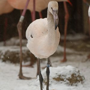 Greater flamingo (Phoenicopterus roseus) juvenile
