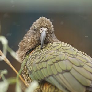 Kea (Nestor notabilis)