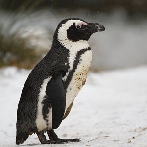 African penguin (Spheniscus demersus)