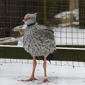 Southern screamer (Chauna torquata)