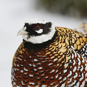 Reeves's pheasant (Syrmaticus reevesii)