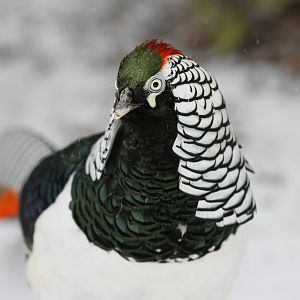 Lady Amherst's pheasant (Chrysolophus amherstiae)