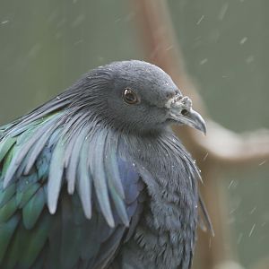 Nicobar pigeon (Caloenas nicobarica)