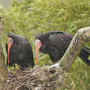 Waldrapp ibis (Geronticus eremita)