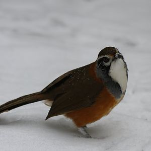 Moustached laughingthrush (Garrulax cineraceus)