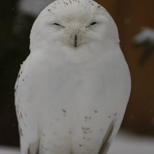 Snowy owl (Bubo scandiacus)