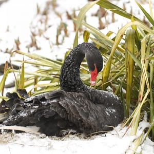 Black swan (Cygnus atratus)