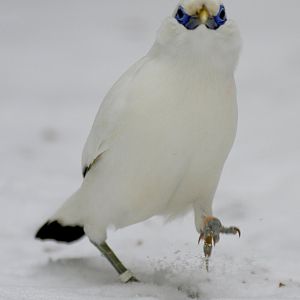 Bali myna (Leucopsar rothschildi)