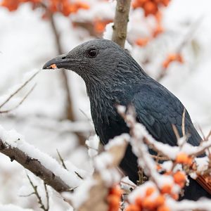 Red-winged Starling - 10/12/2017