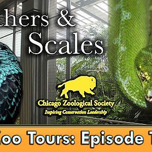 Video Walthrough of Feathers & Scales