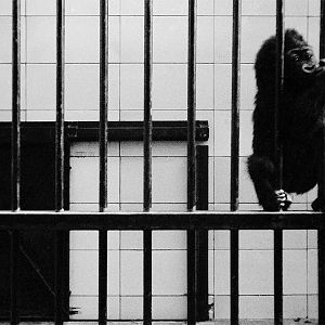 Daniel, 6th October 1971