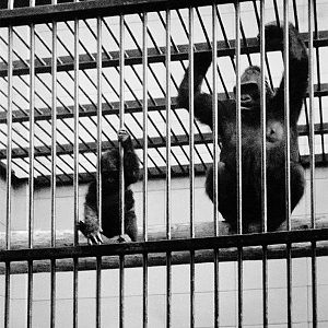 Delilah & Daniel, 6th October 1971