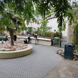 Pygmy Hippo outdoor-enclosure
