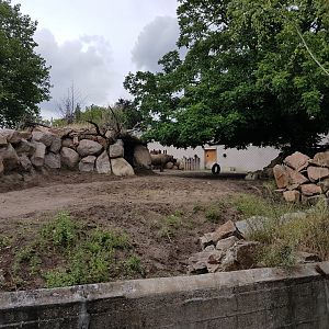 Outdoor-enclosure Black rhino