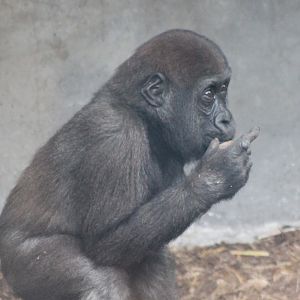 Young Western lowland gorilla
