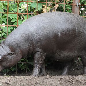 Pygmy hippo