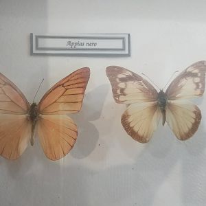 Mounted Exhibits - Butterfly Farm