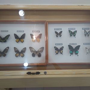 Mounted Exhibits - Butterfly Farm