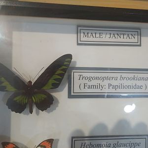 Mounted Exhibits - Butterfly Farm