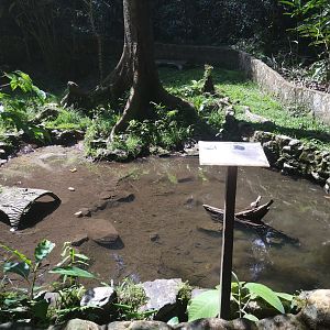 Terrapin/turtle exhibit  - Tropical Garden