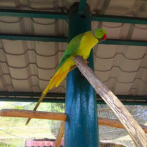 Parrot ID