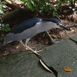 Black-crowned Night Heron