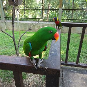 Eclectus parrot