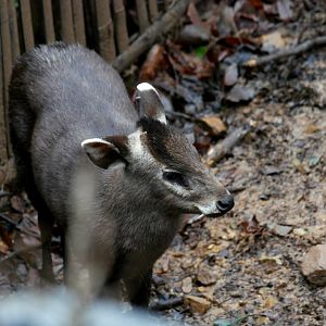 Tufted deer