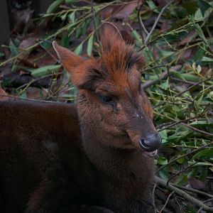 Black fronted Muntjac