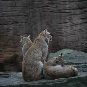 Eurasian lynx