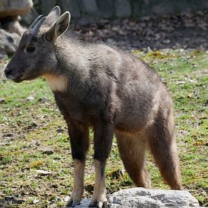 Chinese goral