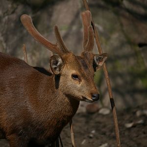 Hog deer