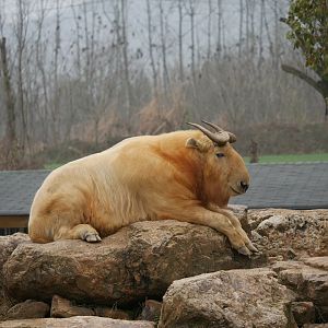 Golden Takin