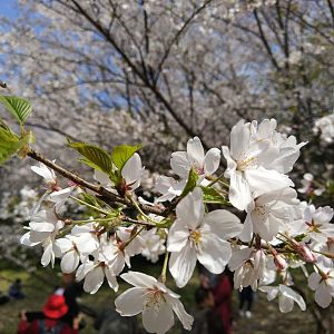 Cherry Blossom - Wuxi