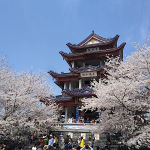 Cherry Blossom & Pagoda - Wuxi