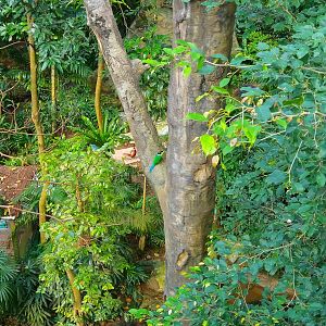 Long-tailed Broadbill