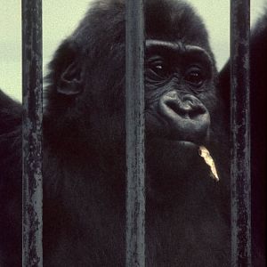 Daniel, 20th March 1973